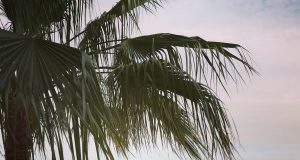 Exploring the Beauty of Pescadero and La Paz in Mexico