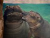 Go to the Zoo or Aquarium (Virtually!) Fiona the hippo
