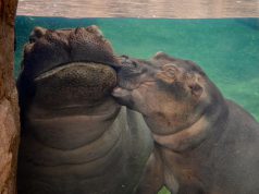 Go to the Zoo or Aquarium (Virtually!) Fiona the hippo