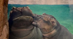 Go to the Zoo or Aquarium (Virtually!) Fiona the hippo