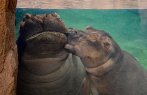 Go to the Zoo or Aquarium (Virtually!) Fiona the hippo
