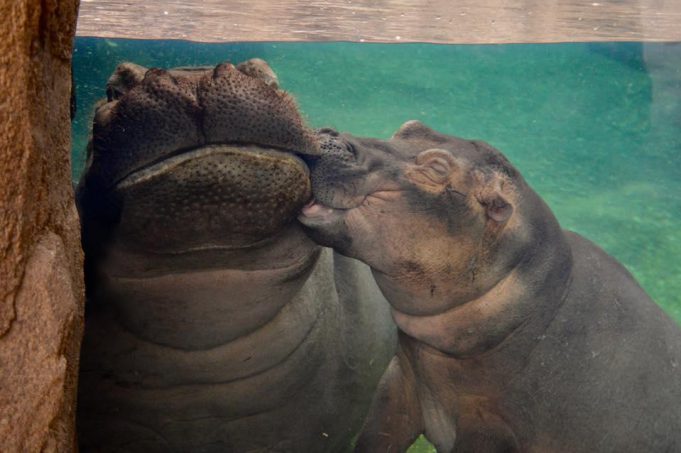 Go to the Zoo or Aquarium (Virtually!) Fiona the hippo