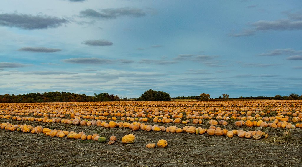 pumpkin patch illinois